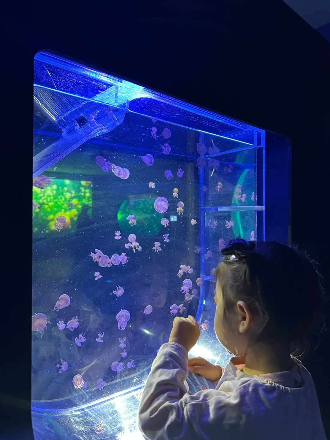 jellyfish gallery colorful lighting Lotte World Aquarium Seoul